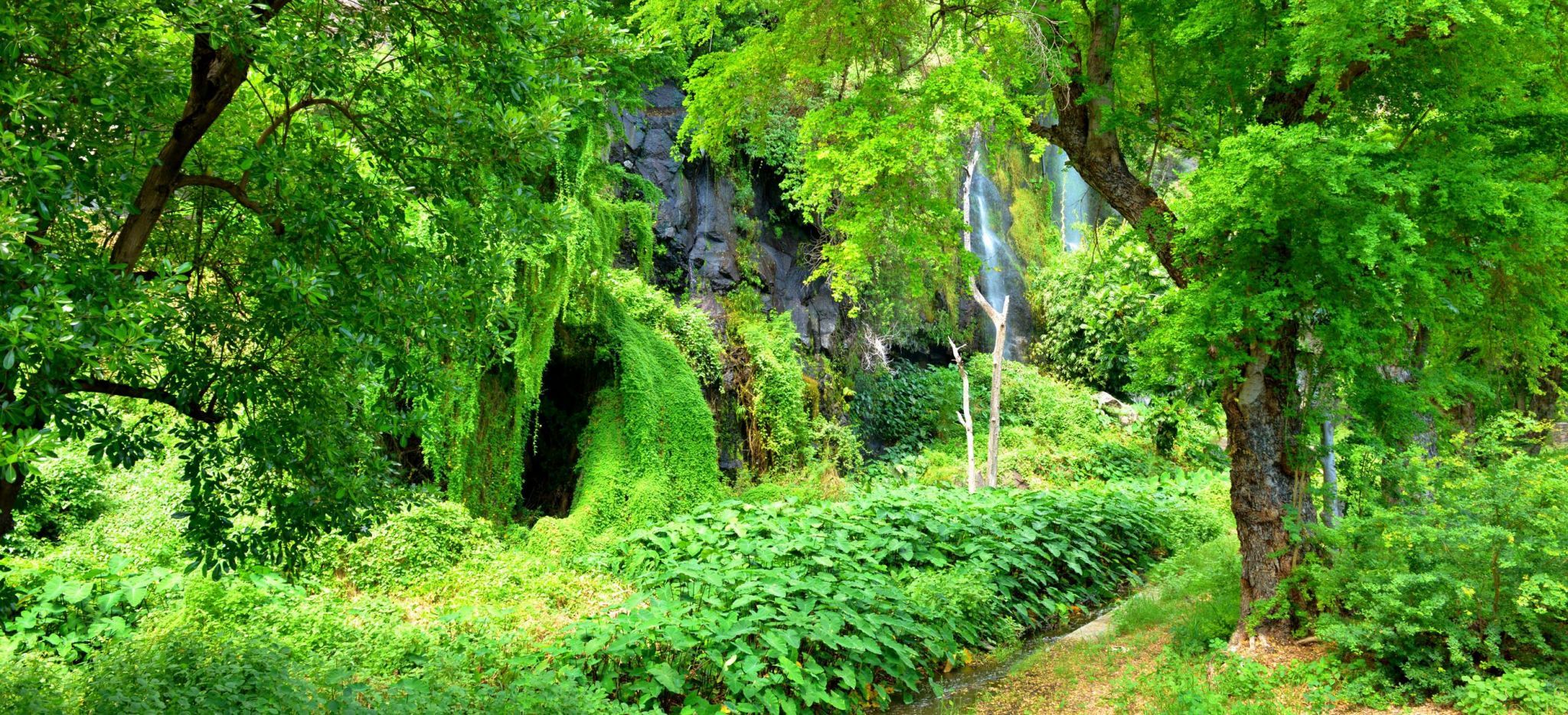 Der Dschungel rund um die Grotte des premiers francais auf der Insel la Réunion