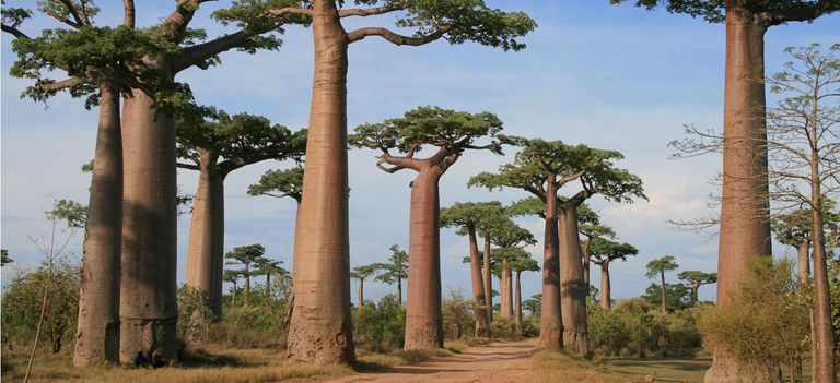 Eine Allee aus Baobabs auf Madagaskar