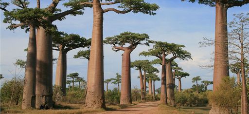 Eine Allee aus Baobabs auf Madagaskar