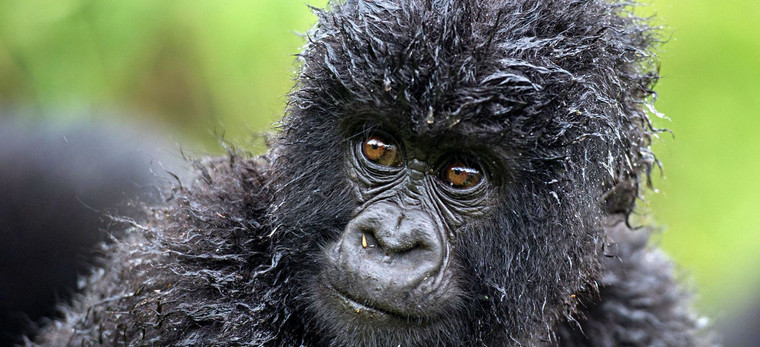 Gorilla-Junges im Dschungel von Ruanda nahe der Bisate Lodge, Ruanda