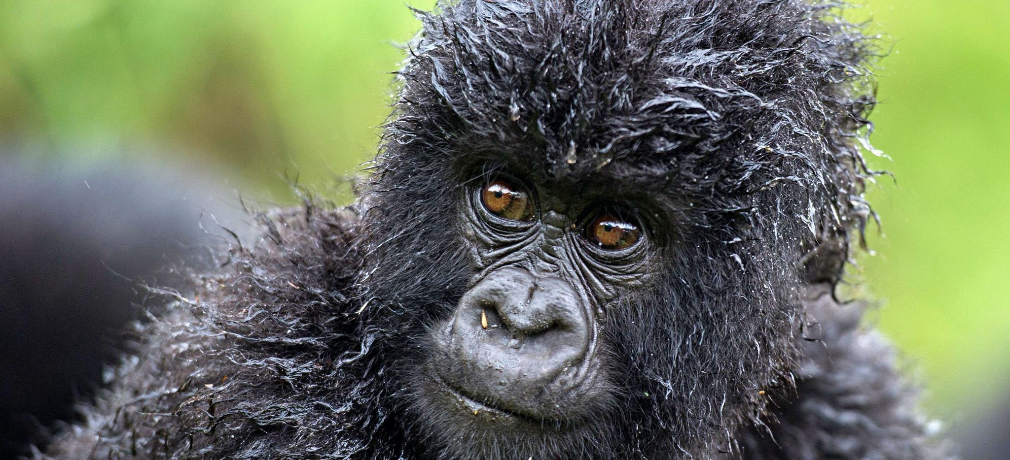 Gorilla-Junges im Dschungel von Ruanda nahe der Bisate Lodge, Ruanda